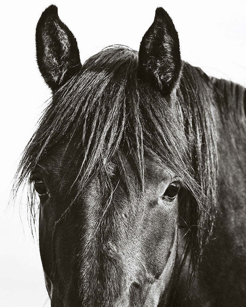 horse background black and white