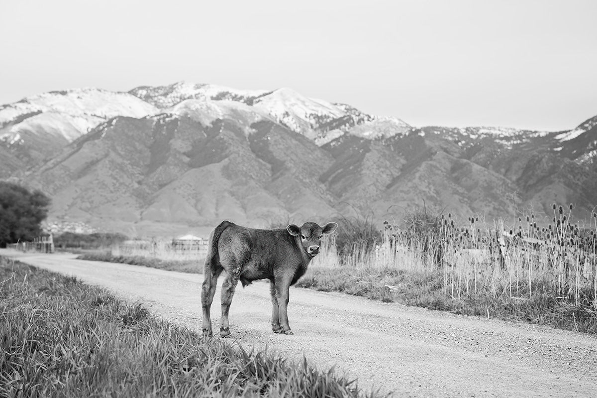 Country Calf Photograph in Black and White