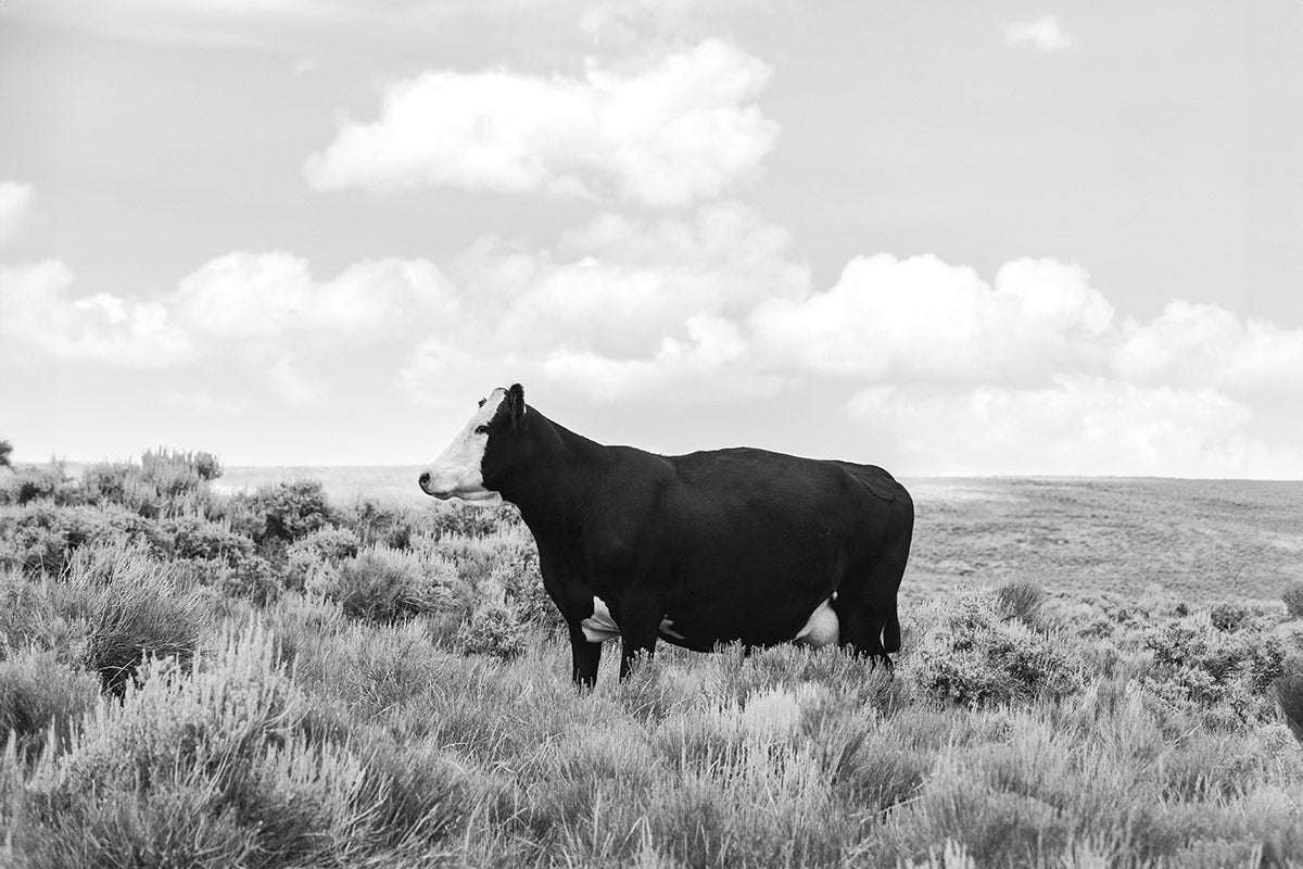 Ghost Face- Cattle Photograph