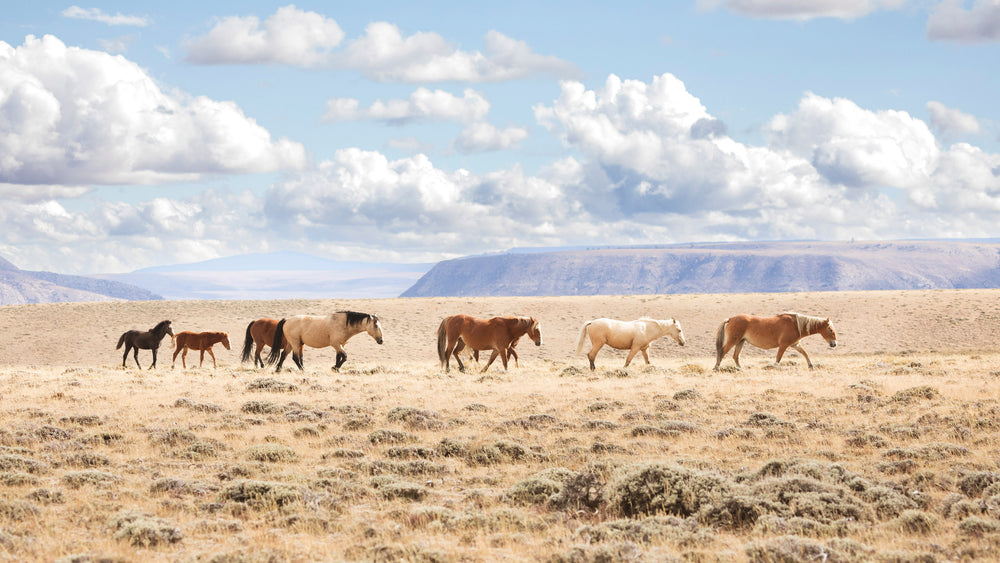 Horse Photography Art Prints