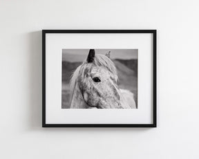 Appaloosa Horse Photo