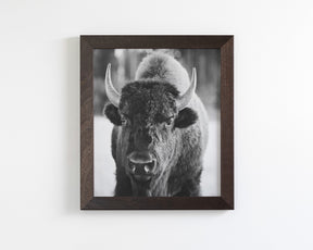 Bison Portrait