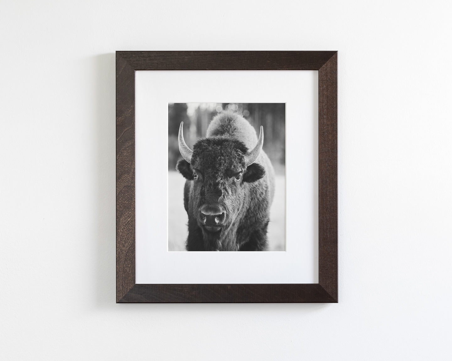 Bison Portrait