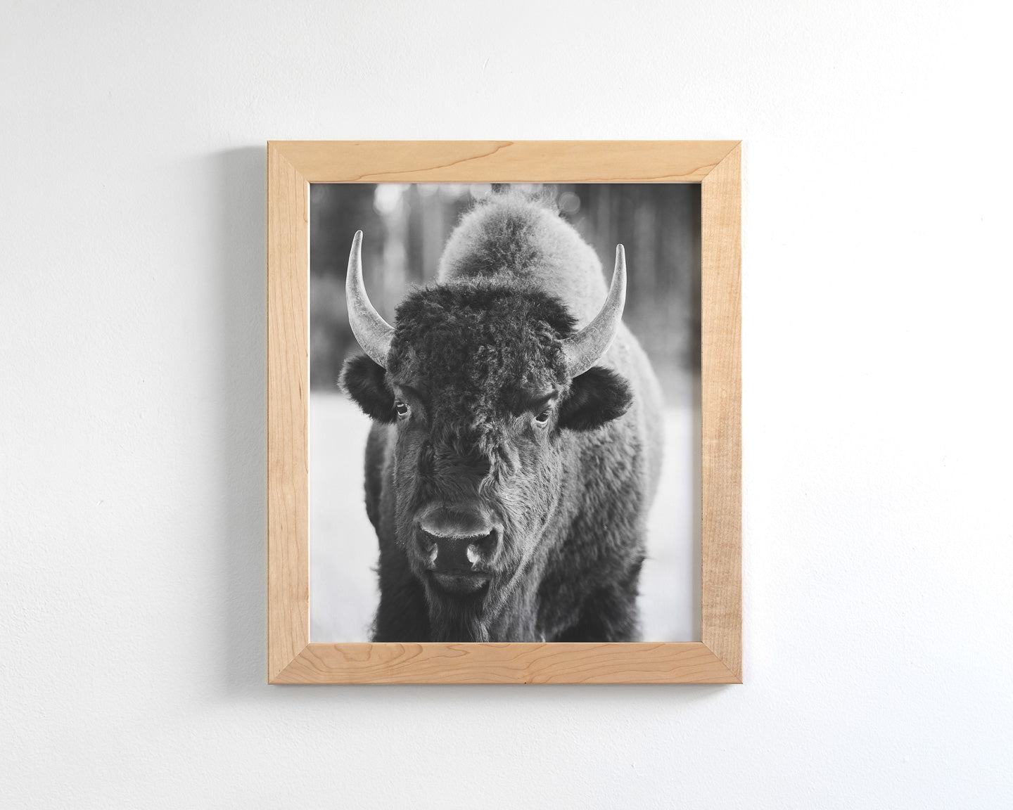 Bison Portrait