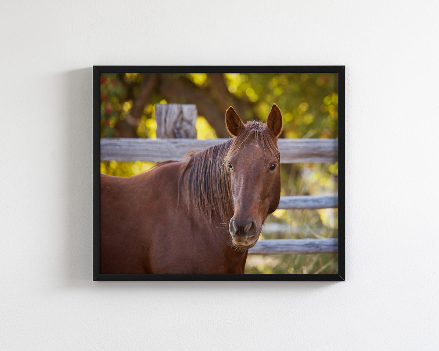 Country Equine Photography