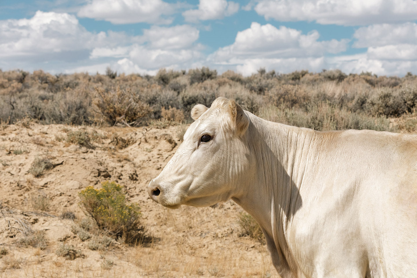 Desert Lady Cow Print