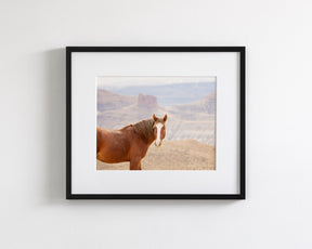 Icon- Wild Desert Horse