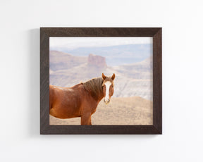 Icon- Wild Desert Horse