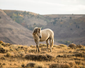 Golden Mare