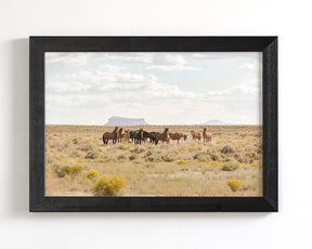 Wild Horses of Divide Basin