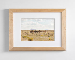 Wild Horses of Divide Basin