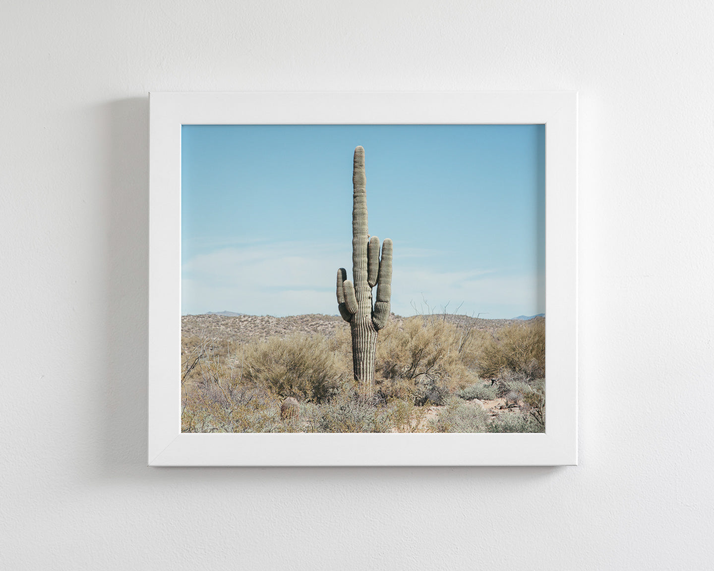 Saguaro Cactus