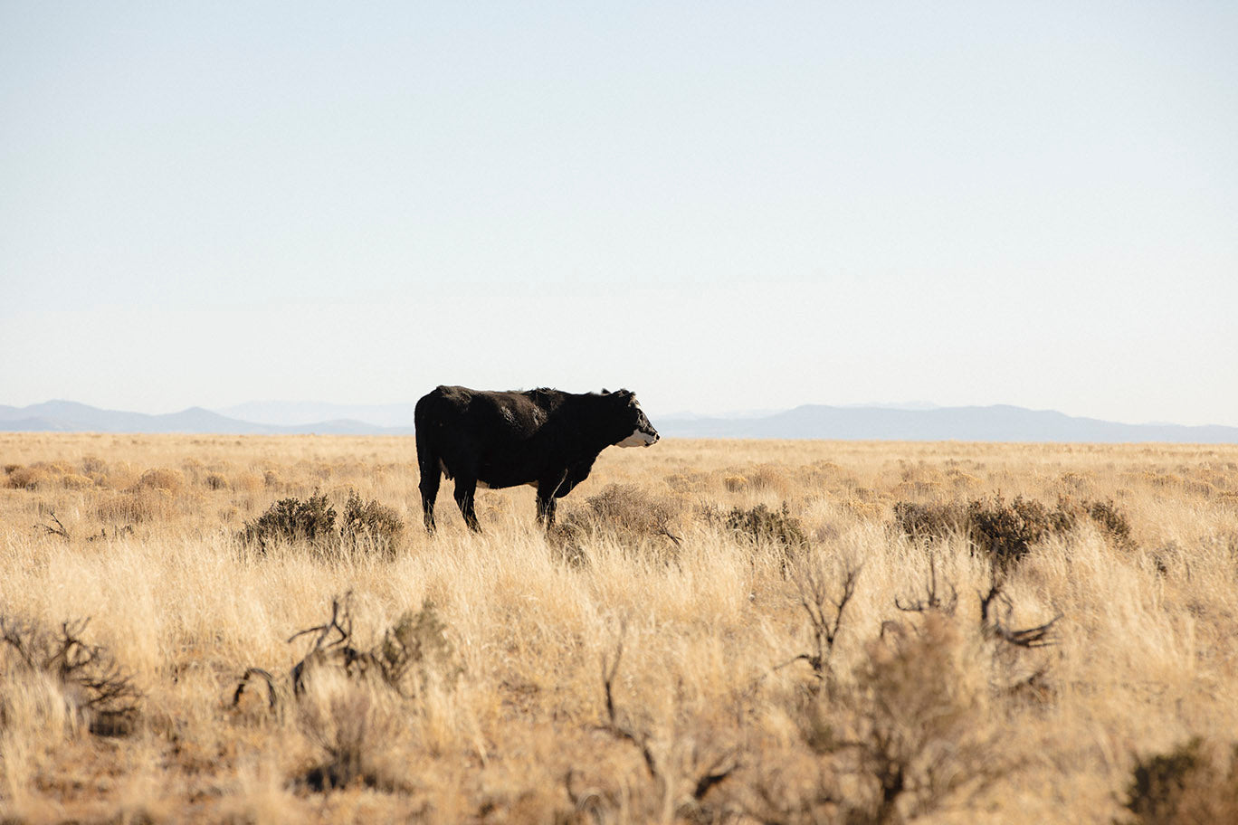 Golden Fields Cow