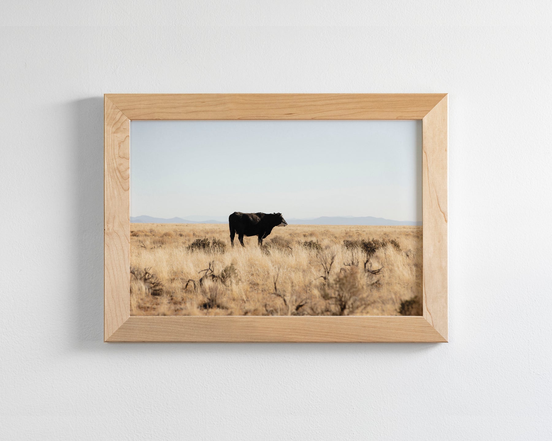 Golden Fields Cow