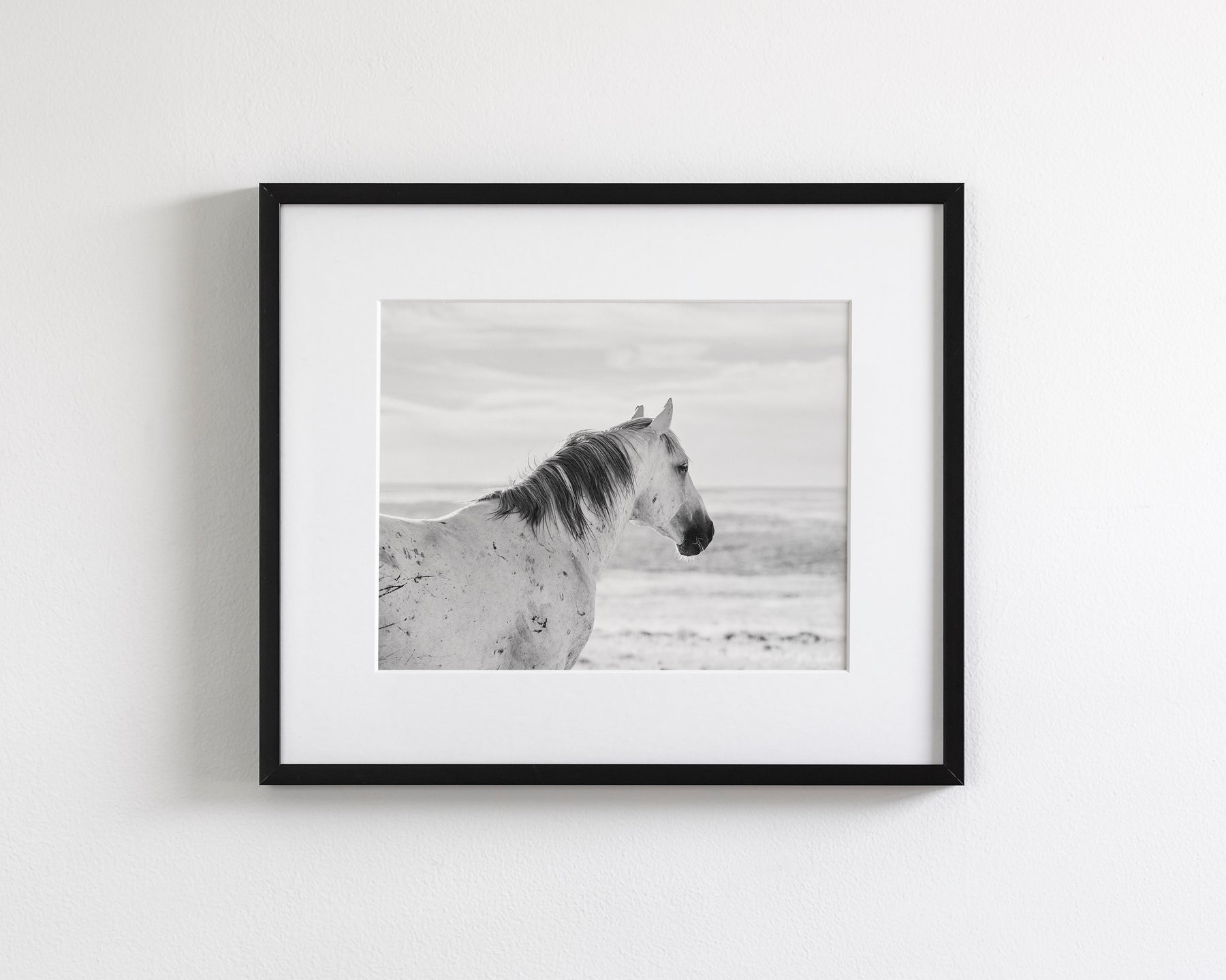 Watchful Stallion, Black and White