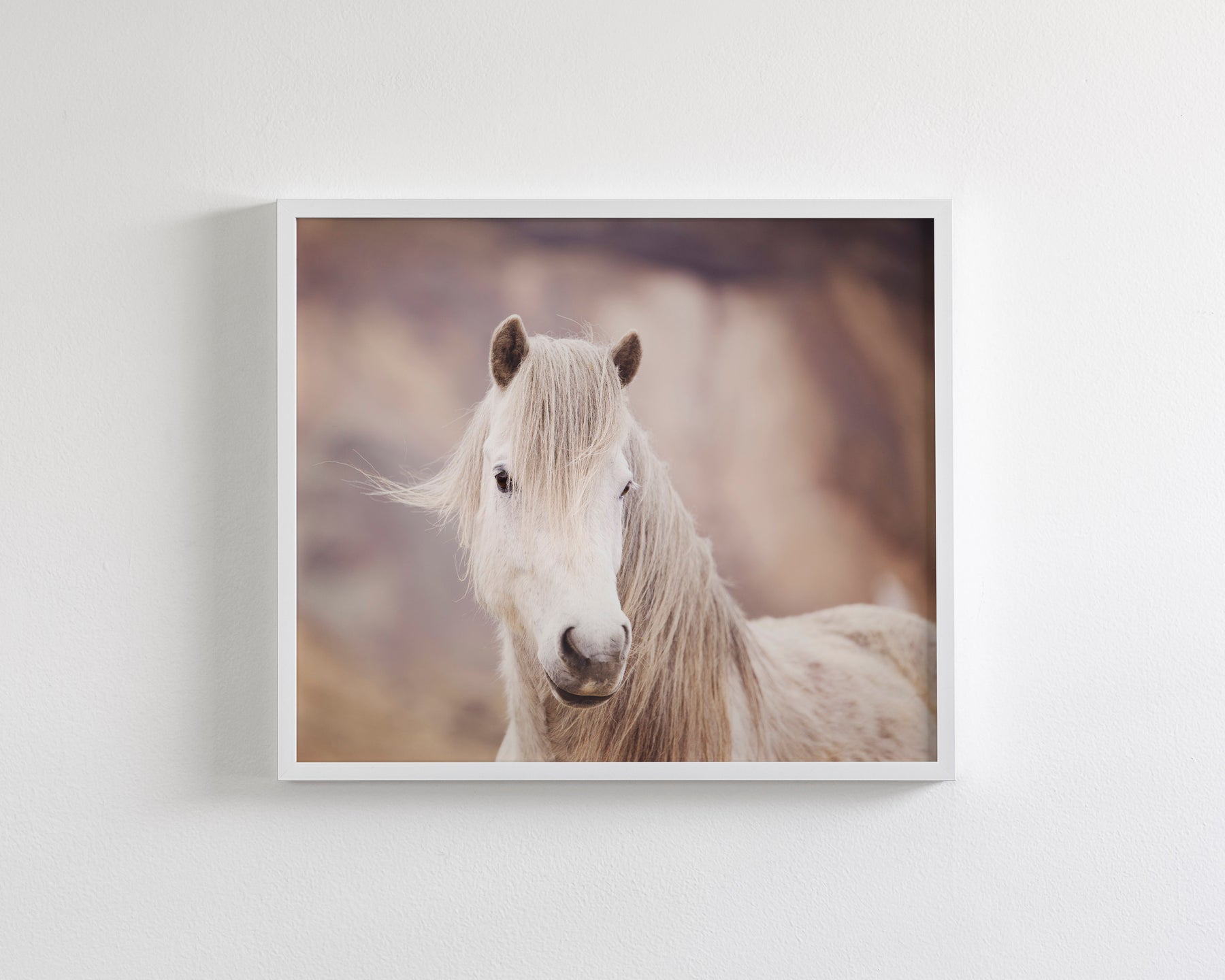 Icelandic White Horse